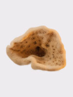 Elephant ear sponge, medium, seasponges.eu